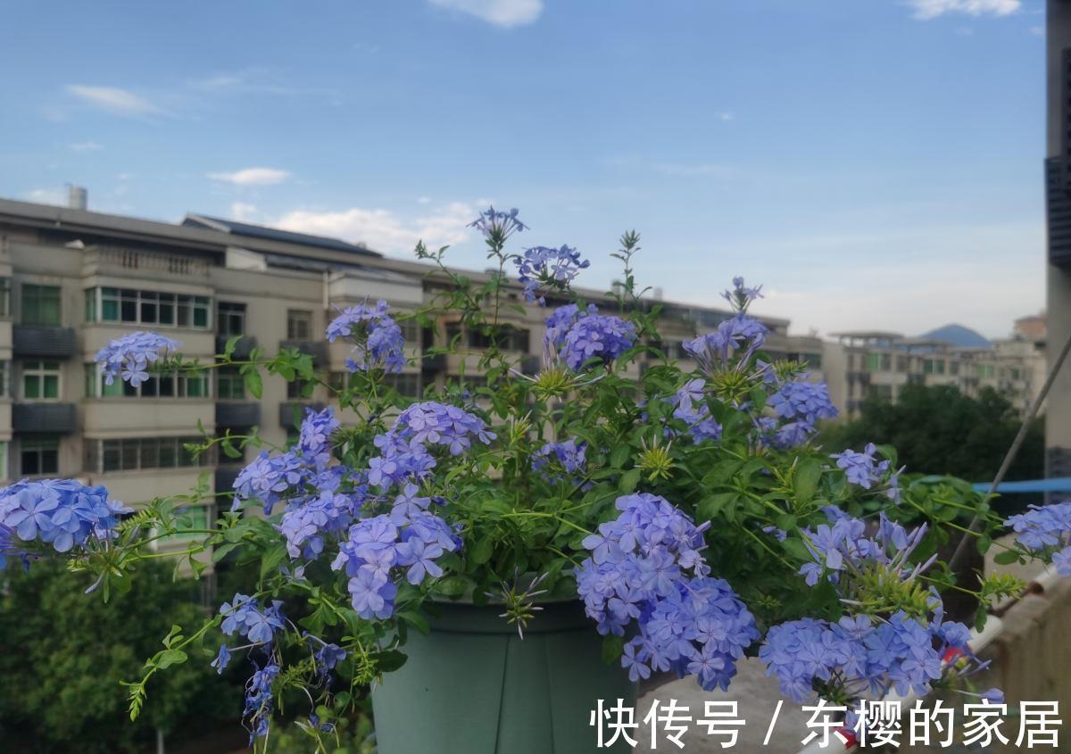 太阳|夏天养护5种花,大太阳下也别躲,越晒越爆盆