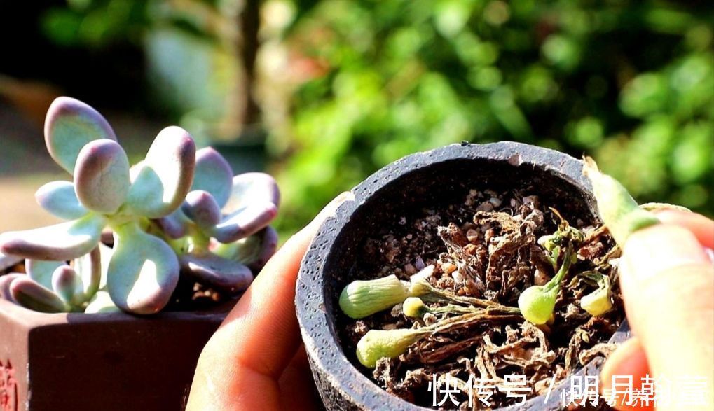 夏天多肉烂根?主要由三大原因造成,及时调整养护方法