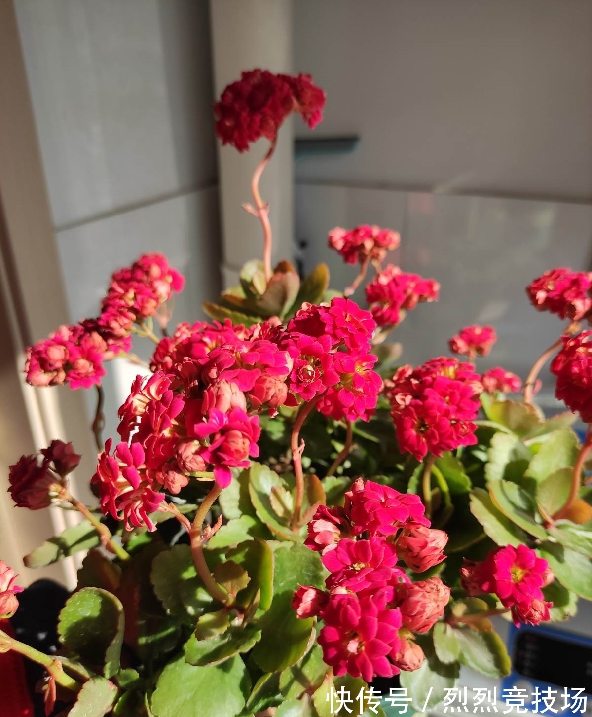 满盆|长寿花如何让它更“长寿”？仅需4步，小花苞就能开满盆