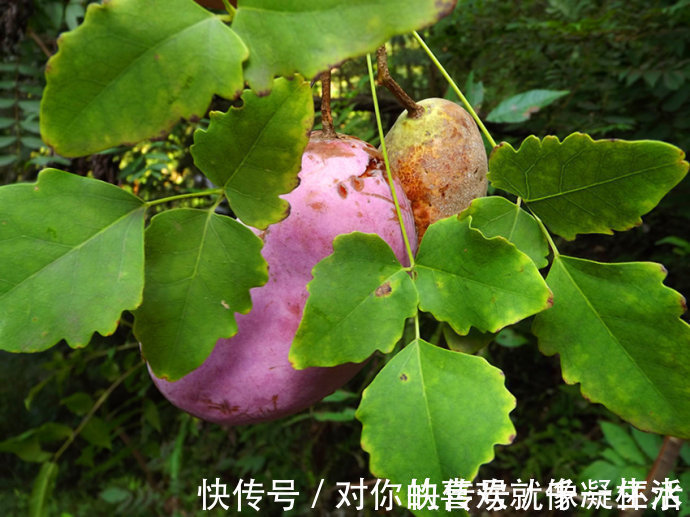 预知子|农村这果子,20年前当零食,却不知是名贵的中草药,能疏肝益肾