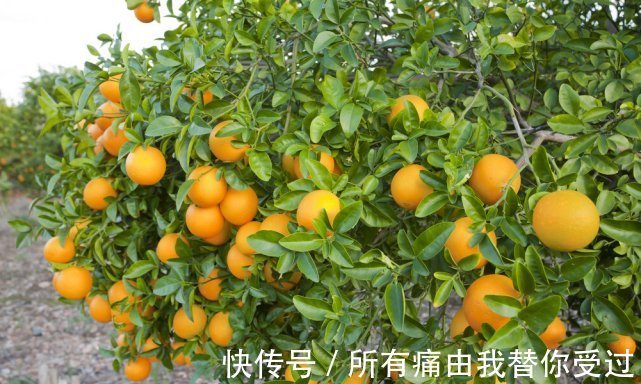 消化|医学博士:2种水果吃一次半个月难消化,不少家长纵容,平时少买