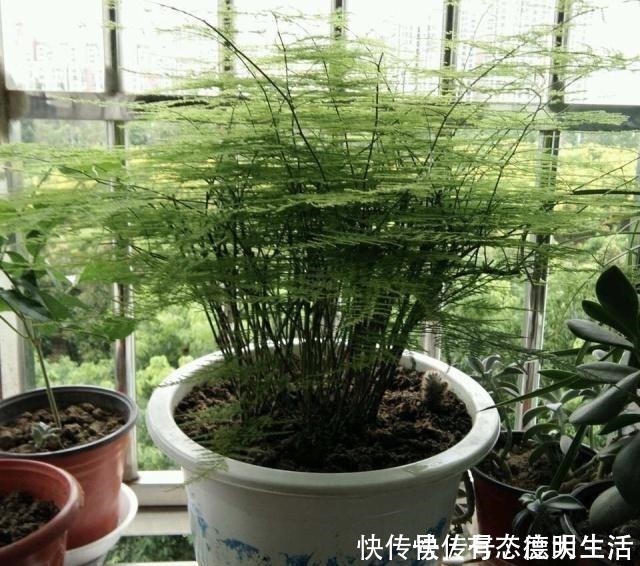 笋芽|文竹“别乱放”,养家里这“3个地方”,叶子翠绿,笋芽嗖嗖冒!