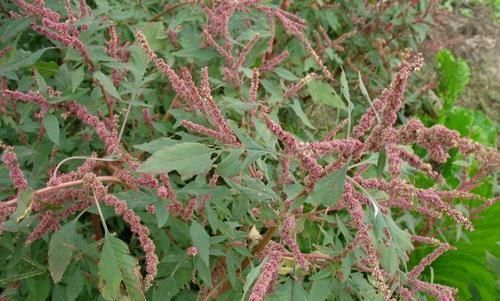 仙草|农村的一种“仙草”，女人不好意思采挖，却是男人的“福音”！