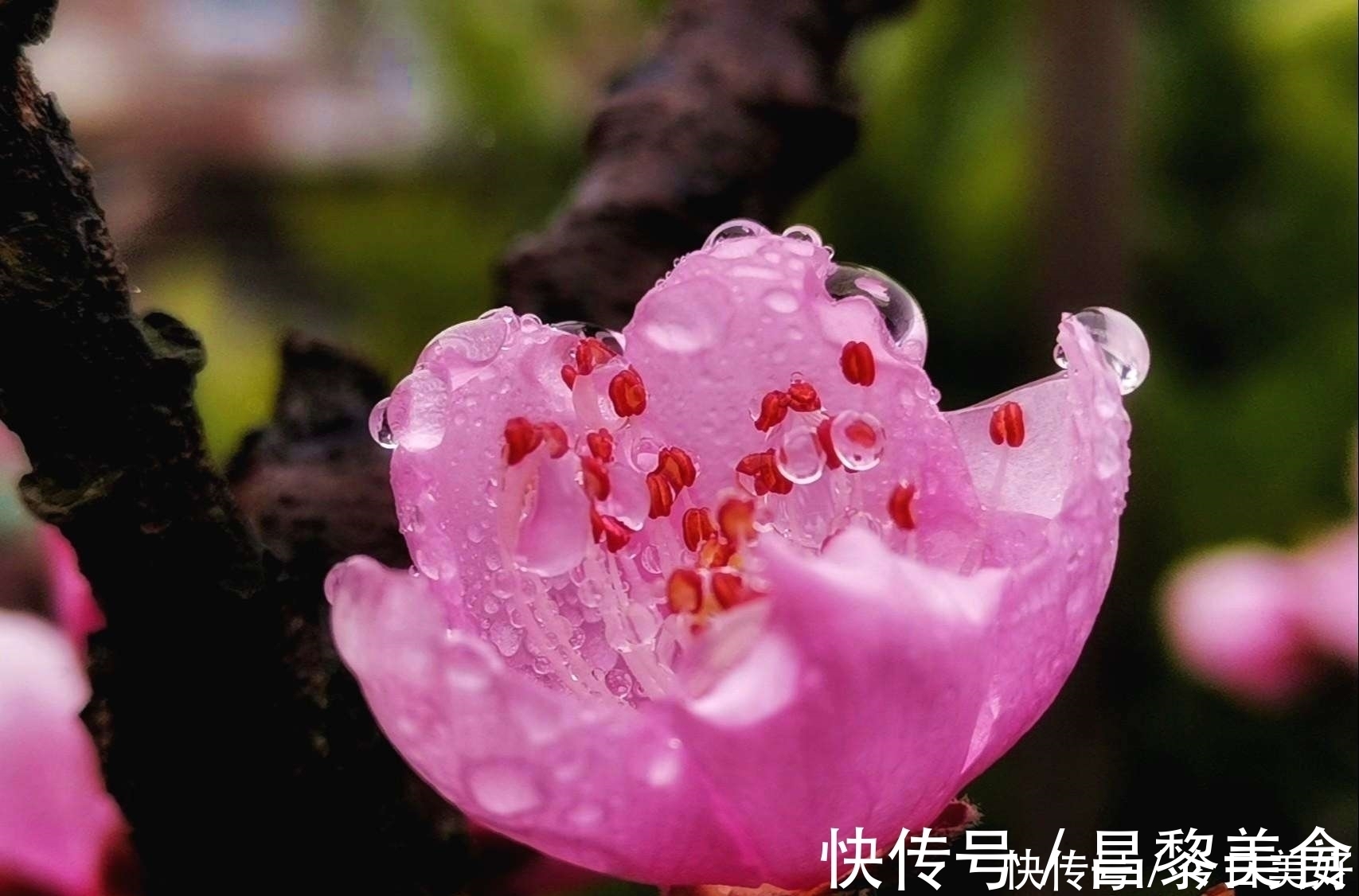 春色@晚唐诗人王驾的一首即兴诗,雨后漫步花园,最后一句堪称神来之笔