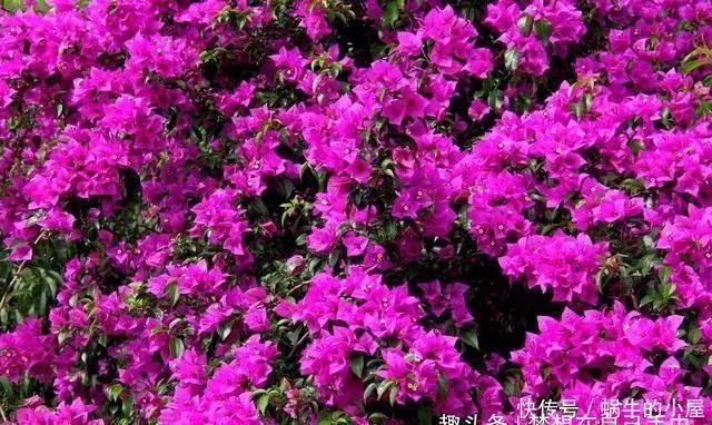 三角梅|三角梅迟迟不开花,这种浇花水“喷一喷”,红艳艳的花苞长满枝