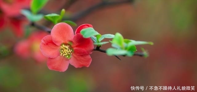 海棠经雨胭脂透|行走在浅夏,看繁花如梦,一路芳华
