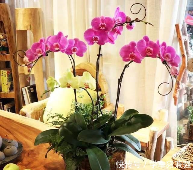 这12种花，花盆不宜贪“大”，用小盆种反而长势喜人！