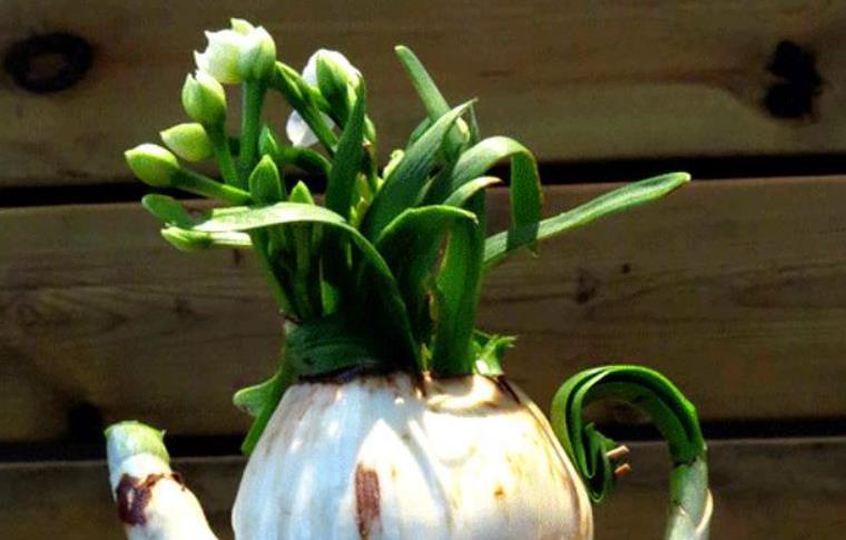 水仙想要防徒长,方法有3个,简单有效,非常实用