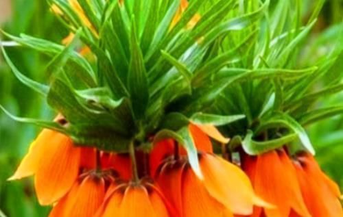 每天晚上坚持吃3种食物,美容养生、延缓衰老,好吃又不贵!