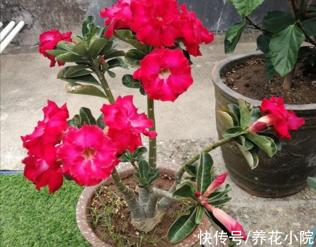 沙漠玫瑰|3种花，耐干旱又好养，一年开花好多次