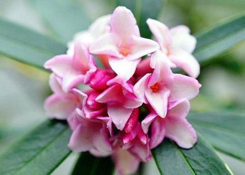 四季有花开,漂亮似玫瑰,植株低矮,还很好养