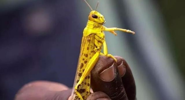 蝗灾|中国古代蝗灾频发,近代却销声匿迹,是谁用了什么奇招