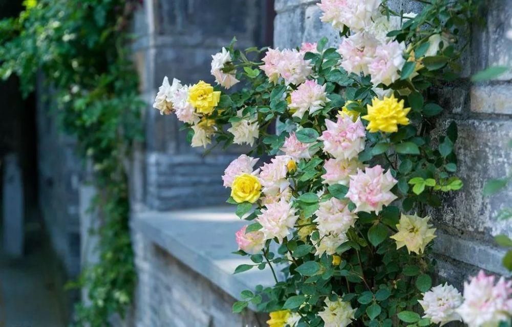 春来一小院，花开满枝头