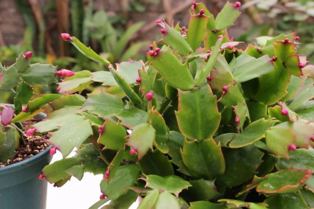 蟹爪兰|蟹爪兰在夏天,3个“禁忌”要牢记,不然叶片干瘪,度夏很难