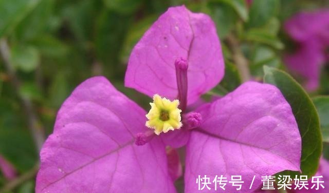 茉莉、三角梅开得旺,土里两种花肥很重要,添一点就有明显效果