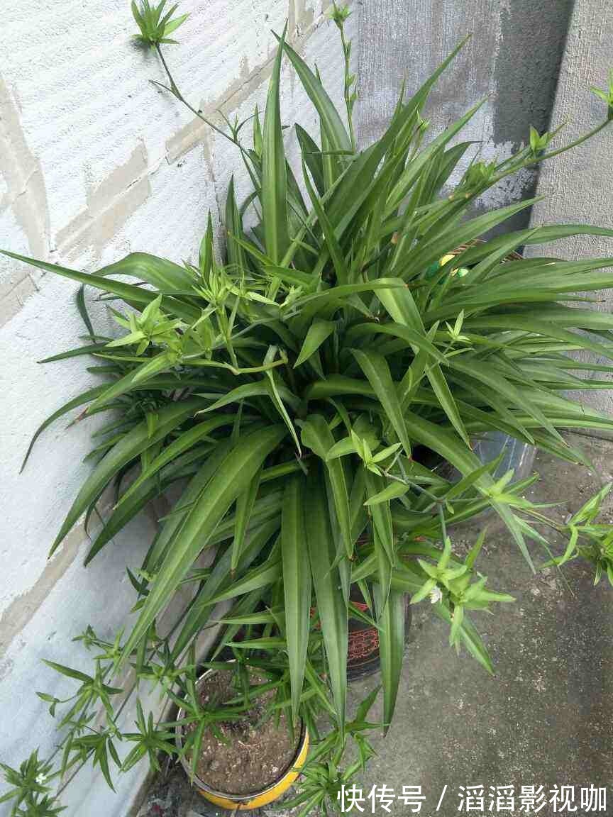 养花一定要会养根,根系长得壮,植物才有精神