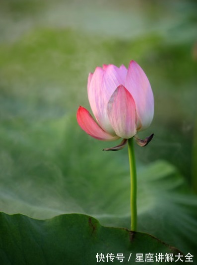 运势|到了年底，桃花朵朵开，喜事自然来，4属相生活如鱼得水