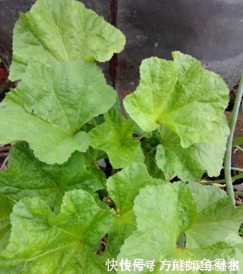 消炎|一种绿色蔬菜吃了上千年,也可以消炎止疼,现如今却沦为“野菜“
