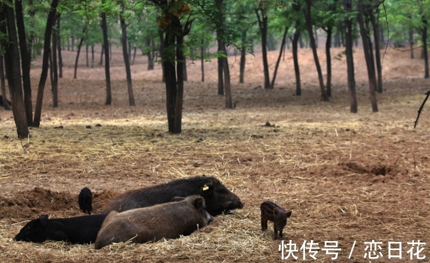 摄制组&小山村频发异象，为何野猪常年只攻击此地？奇特坑洞又从何而来？