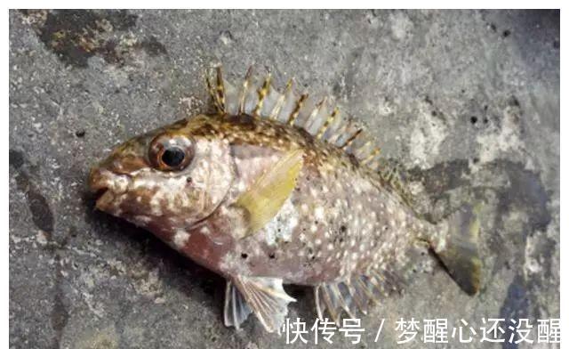 珠海|广东珠海泥猛泛滥！当地钓友反馈到处都是，一天能钓上百斤