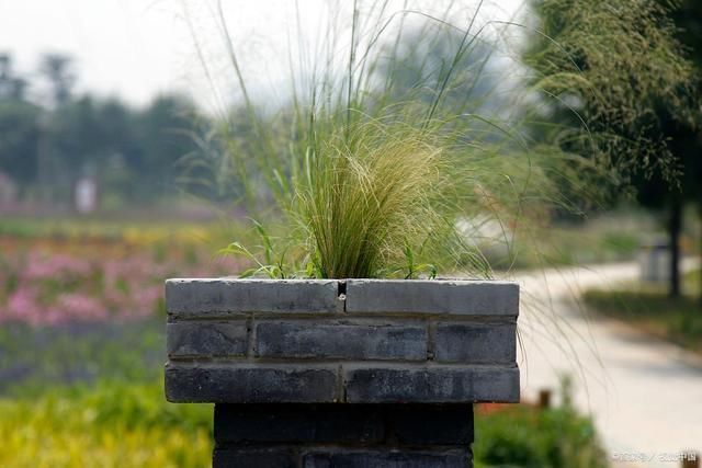 墙头$墙头草诗词22首只因体弱不禁风,翻作人间摇摆笑