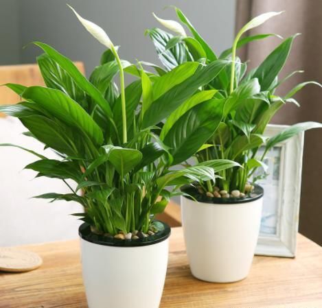 柳条水能浇什么花？