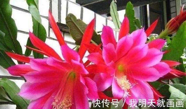 最适合新手养的4种花,花期长花量大,一盆千百朵,枝头花苞满