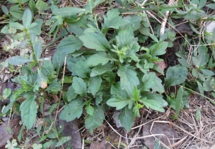 3月吃它正当时，若遇到别手软，解油腻更是一绝，有条件请移栽