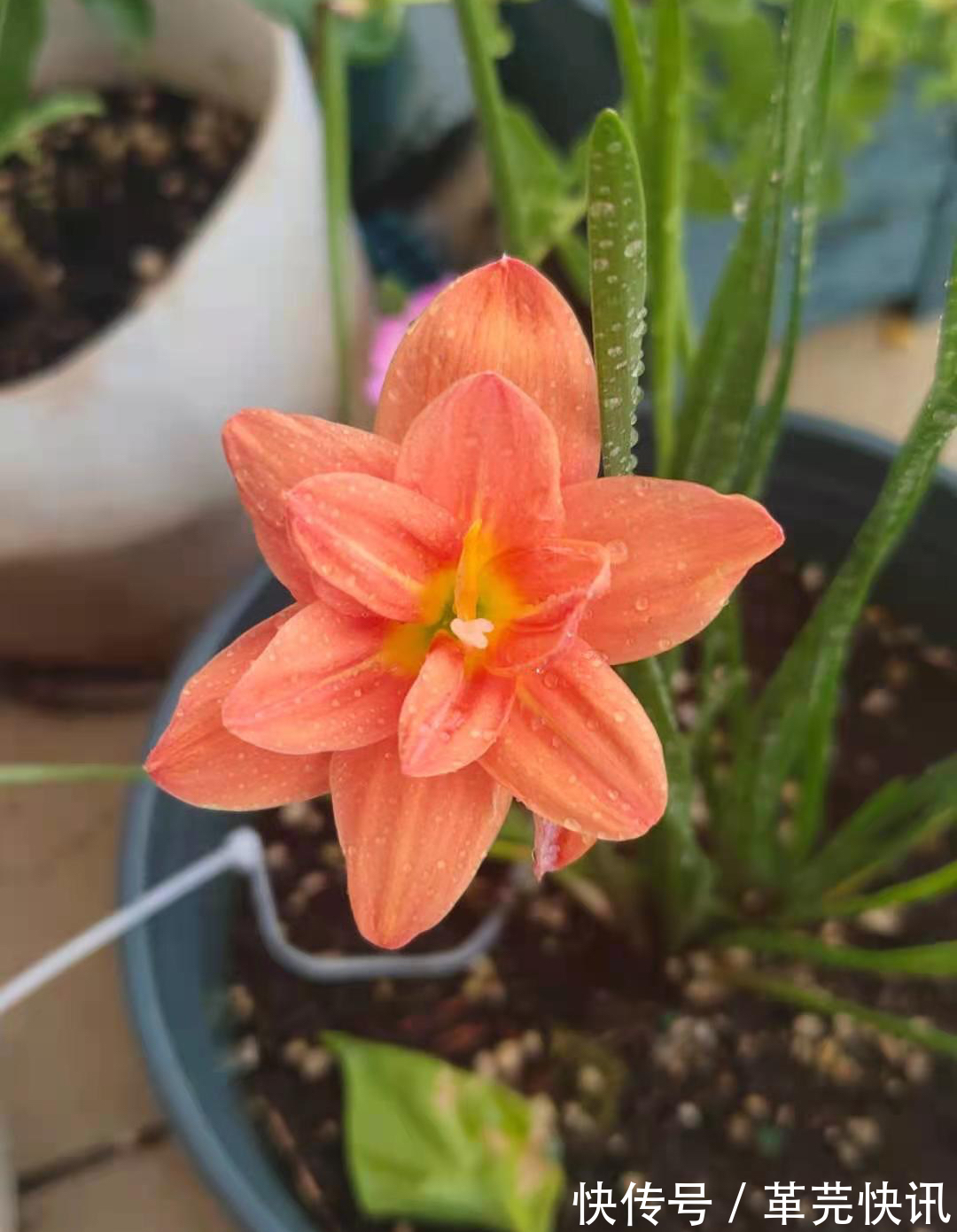 风雨兰|3种花,越热越开花,越晒越开花,花色丰富又鲜艳