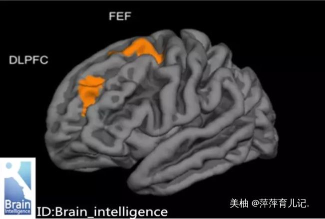 方式|神经学家研究发现：孩子大脑发育的最佳方式，并非是靠“阅读”