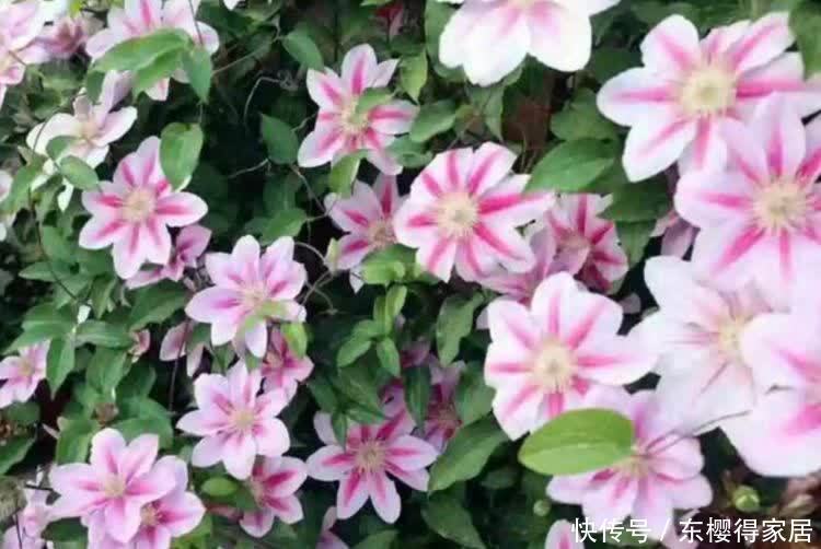 4种旺运花,吉祥添富贵,招财又开运,你养了吗?