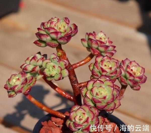 多肉植物中的6位舞者,个个都很漂亮,听名字就很想拥有一盆