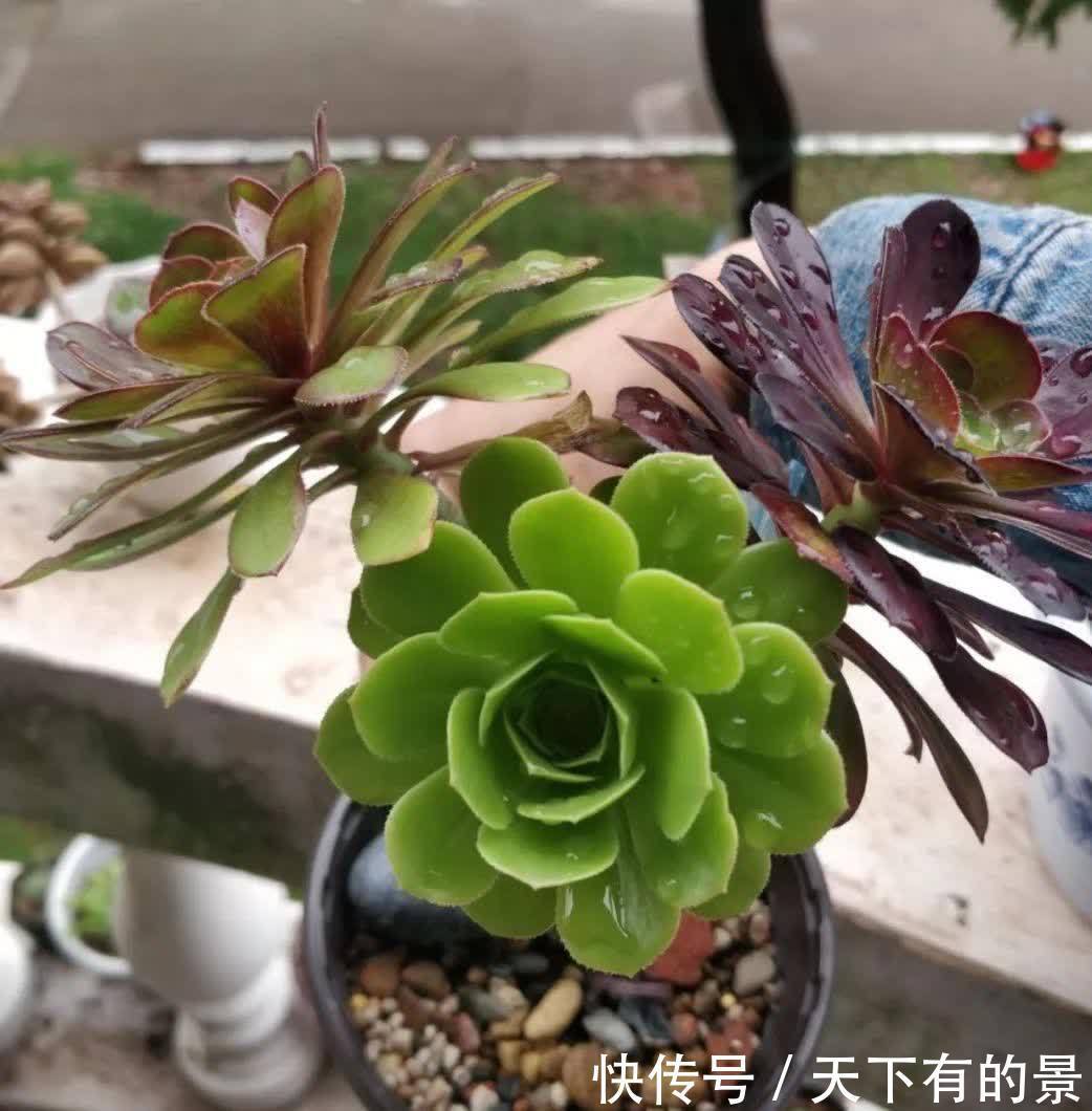 多肉法师这样养,壮实漂亮,个头更大,轻松养出多头