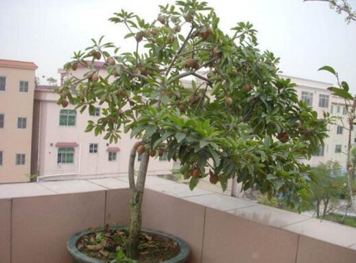 龙眼|4种“果核”不要扔，埋土里，5天之后“惊喜”不断，观叶又收果！