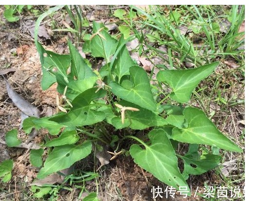 犁头草|以下这种常见的野草,能清热解毒,凉血消肿,清肝明目,你认识吗