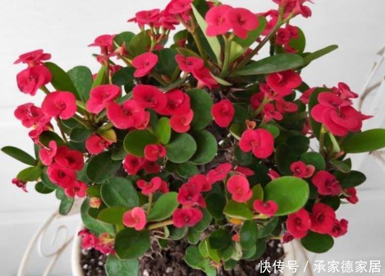 漂亮|4种“平民花”,便宜好养又漂亮,花量大不操心,越养越喜欢