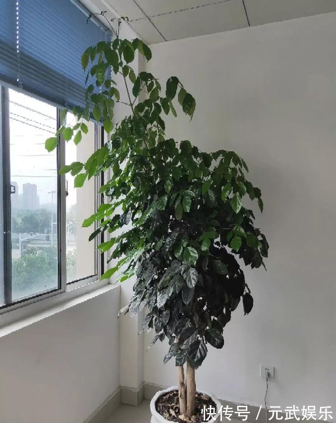 压条|养花技巧:给花切个小口子,埋土里100%生根,根本不用扦插!