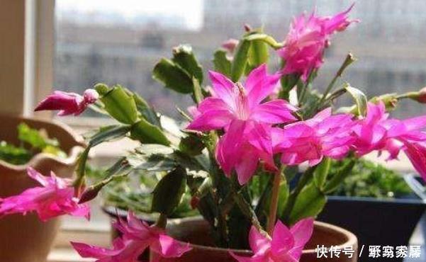 花色|6月开始,这“3种花”浇水要当心,尤其最后一种要管住手