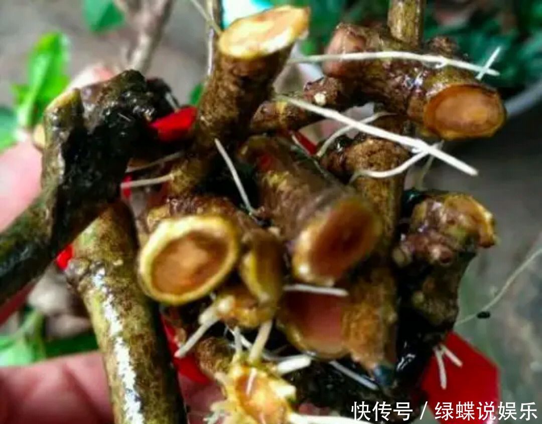 枝条|夏季怎么快速繁殖栀子花一把栀子花枝条,一个水桶,20天生根