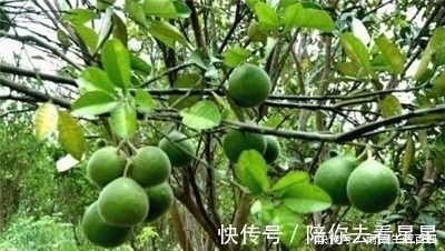 化橘红|它的果皮晒干后是一种药材,叫做化橘红,中医管它叫“南方人参”