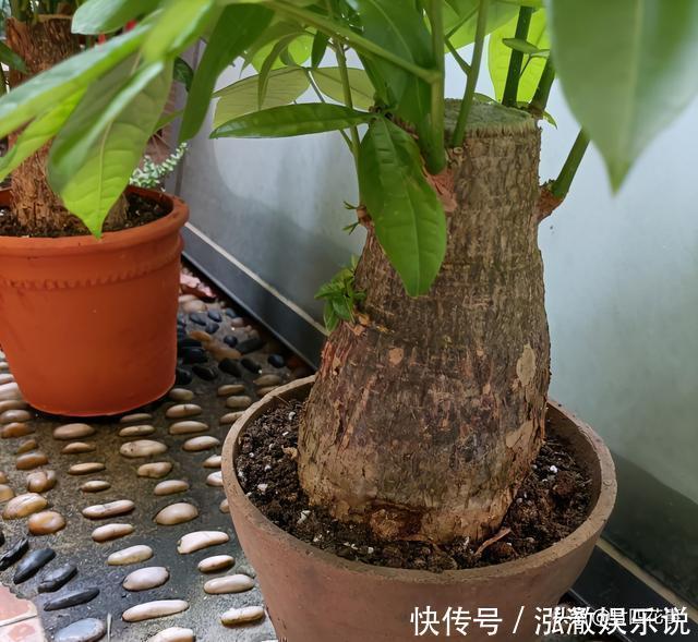 浇水|7种花,就要“穷着养”,花盆越小,长势越喜人