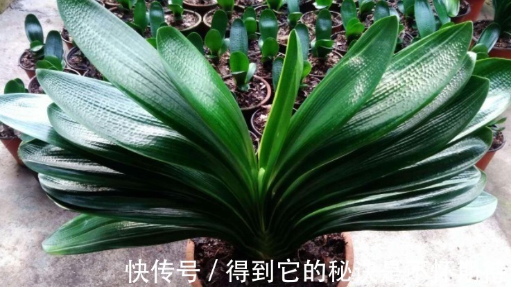 光合作用|君子兰进入生长期,春天做好“3足”,新叶长得多,整齐又油亮