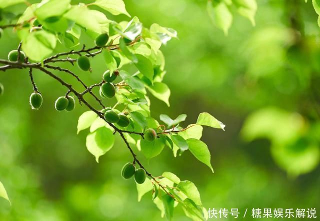 天涯何处无芳草|苏轼名句“天涯何处无芳草”家喻户晓,上一句更精妙,却少有人知