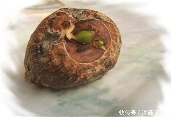 这种东西吃剩的不要扔,放水里就能疯长,比滴水观音还要漂亮!