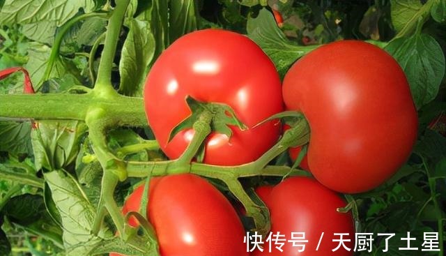 味道|现在吃的西红柿都没有小时候的味道了，都跟一个原因有关！