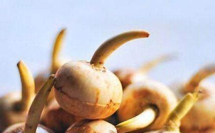 重金属|该农村蔬菜,仅仅吃一口,癌症说拜拜了,可惜很少人知道