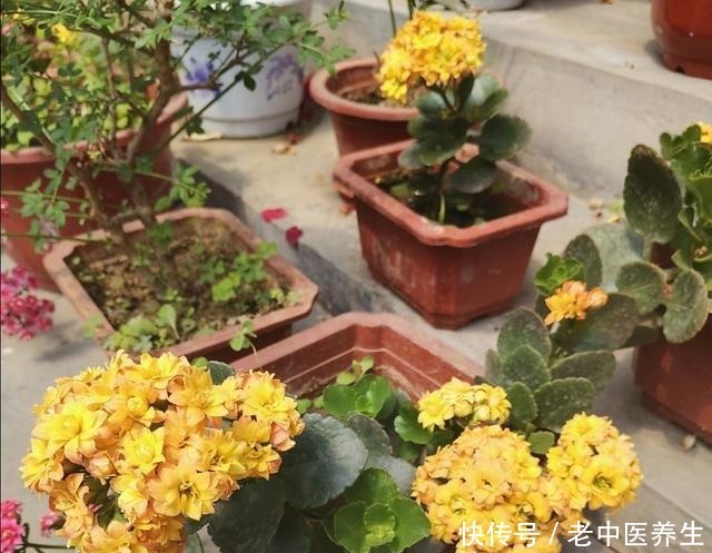 长寿花开始长花苞,4件事不要做错,不然难开花!