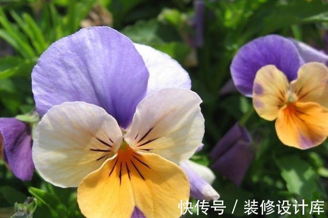 盆栽|从8月18日开始，家养此款花卉，好养易活、耐干旱，是盆栽佳品