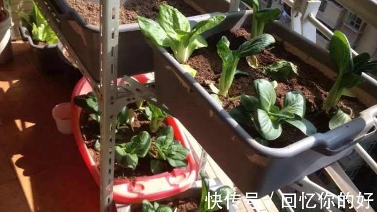 养花种草,土壤结冰该怎么办?马上换盆土,一刻都不要多等