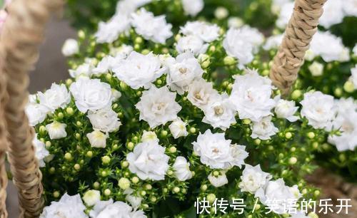 网红花卉丹麦风铃,还有一个好听的名字叫梦露